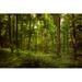 Millwood Pines Green Lush Forest - Wrapped Canvas Photograph Canvas in White | 24 H x 36 W x 1.25 D in | Wayfair 54F802240D1F46F98FED06FF7320A93E