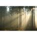 Millwood Pines Autumn Forest - Wrapped Canvas Photograph Canvas | 8 H x 12 W x 1.25 D in | Wayfair 5500DC4917554E188538BB794CF4A182