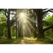 Millwood Pines Cedar Trees - Wrapped Canvas Painting Canvas | 20 H x 30 W x 1.25 D in | Wayfair 711EDD827C664E5A9290448DA0BC67FE