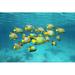 Highland Dunes Tropical Queen Angelfish by Damocean - Wrapped Canvas Photograph Canvas | 8 H x 12 W x 1.25 D in | Wayfair