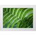 Jenny Rainbow Fine Art 18x13 White Modern Wood Framed Museum Art Print Titled - Healing Art Fern Leaf After Rain