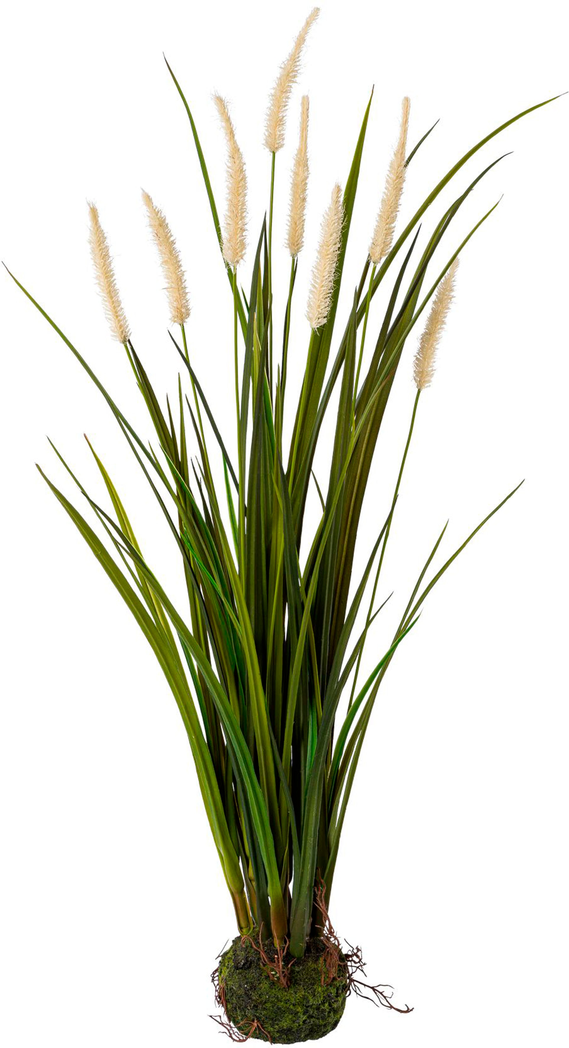 Kunstgras CREATIV GREEN "Miscanthus im Erdballen", beige (creme), H:75cm, Obermaterial: 100% Polyethylen, Kunstpflanzen