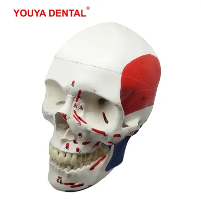 Modèle de crâne anatomique modèle d'anatomie humaine musclé squelette de tête avec dents