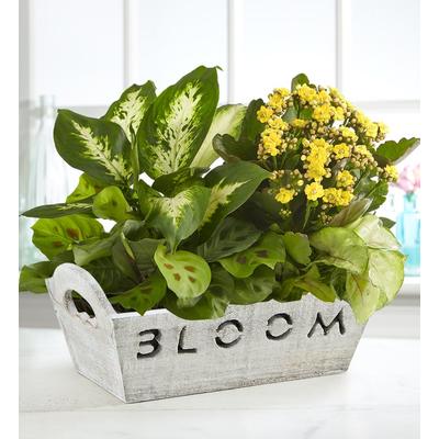 1-800-Flowers Plant Delivery Bloom Dish Garden Bloom Dishgarden