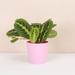 Thorsen's Greenhouse Live Lemon Lime Prayer Plant in Classic Pot | 6 H x 4 D in | Wayfair 4 Lemon Maranta-core-blush