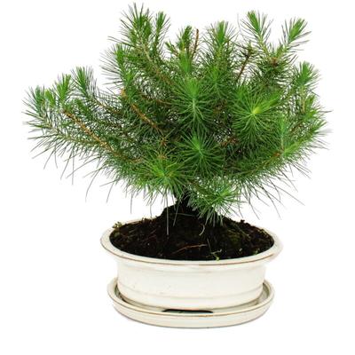 Bonsai - Pinus halepensis - Aleppo-Kiefer - ca. 9 Jahre alt