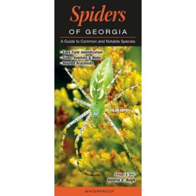 Spiders of Georgia A Guide to Common Notable Speci...