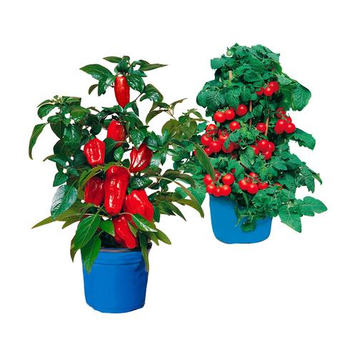 "Gemüsepflanze BCM ""Balkongemüse"" Pflanzen Gr. 2 St., gelb (rot) Beetpflanze Beetpflanzen Pflanzen Balkongemüse: 1 Paprika, Tomate"