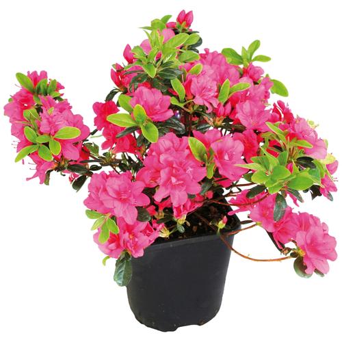 "Gehölze BCM ""Rhododendron Japanische Azalee 'Maruschka'"" Pflanzen Gr. 3 St., rot (grün) Pflanzen Höhe: 10-15 cm, 3 Pflanze"