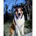 Lassie famous rough collie movie star dog poses in woodland 4x6 photo inch poster