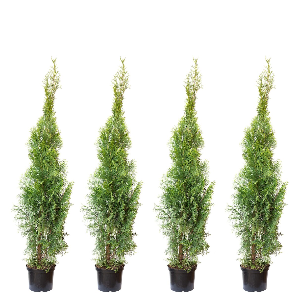 4er-Set Lebensbaum `Smaragd` C5 - Thuja occidentalis smaragd - Höhe ca. 100-120 cm Image