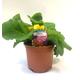 Flowering Plants - Primrose - 'Rosie Double Mix' - 1 x Full Plant in a 10.5cm Pot - Garden Ready + Ready to Plant - Premium Quality Plants