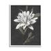 Stupell Industries Traditional White Dahlia Flower Graphic Art White Framed Art Print Wall Art Design by Nina Blue