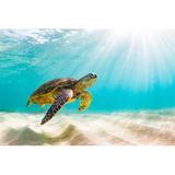 Bay Isle Home™ Green Sea Turtle by Shanemyersphoto - Wrapped Canvas Photograph Canvas | 20 H x 30 W x 1.25 D in | Wayfair