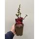 Physocarpus opulifolius 'Red Baron' 1L