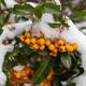 Pyracantha coccinea 'Golden Charmer' 1L