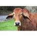 Gracie Oaks Brahman Cow by Jpldesigns - Wrapped Canvas Photograph Canvas | 8 H x 12 W x 1.25 D in | Wayfair 218BF1EE8A314853B74C9BB52F7DD1B2