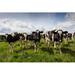 Gracie Oaks Young Dairy Cows by Deb Drury - Wrapped Canvas Photograph Canvas | 12 H x 18 W x 1.25 D in | Wayfair 0D3E3DC5C5784F1B8C86896F4F9BA3E5
