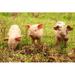 Gracie Oaks Cute Little Piglets - Wrapped Canvas Photograph Canvas | 12 H x 18 W x 1.25 D in | Wayfair 7729FBE593B5404D82474242144B918D