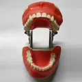 Modèle de formation dentaire pour la proporbuccale modèle de dents fuchsia dentaire démonstration