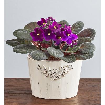 1-800-Flowers Seasonal Gift Delivery Purple Blossoms African Violet Plant | Happiness Delivered To Their Door