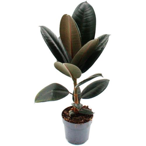 Exotenherz - Gummibaum - Ficus elastica Abidjan - 11cm Topf