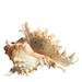 Kotyreds Sea Shell Plant Pots Natural Conch Air Plant Holder Seashell Display Home Decor