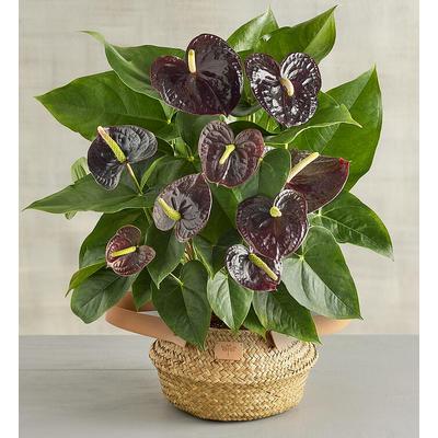 6" Purple Anthurium, Family Item Plants Blooming Plants, Flowers by Harry & David