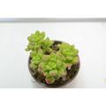 Passione Piante - Pianta di sedum lucidum Succulente Piante grasse succulenti vaso 10 grassa