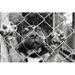 Ebern Designs Pup in a Pen by Suemack - Wrapped Canvas Photograph Canvas in Black/White | 8 H x 12 W x 1.25 D in | Wayfair