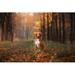 Millwood Pines Nova Scotia Duck Tolling Retriever by Anna-Av - Wrapped Canvas Photograph Canvas in White | 24 H x 36 W x 1.25 D in | Wayfair