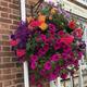 Pre-Planted Hanging Basket Mixed Flowers Half-Hardy Annual Flowers Low Maintenance Hanging Baskets for Long-Lasting Summer Displays 2 x 20cm Pre-Planted Hanging Baskets by Thompson and Morgan
