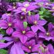 Clematis Dazzle