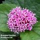 Clerodendrum bungei