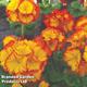 Polyanthus Firecracker