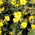 Potentilla fruticosa Plant - Sommerflor