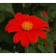 Mexican Sunflower, Tithonia Rotundifolia - 50 Seeds Non Gmo