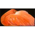 Flamingo 18" X 9