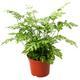 Pteris Evergemiensis Silver Lace Fern Plant For Home Or Office | 25-35cm in Pot