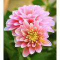 Dahlia Early Bird Dwarf Mixed X 50 Seeds