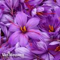 Crocus sativus (Saffron)