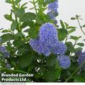 Ceanothus thyrsiflorus repens