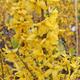 Forsythia x intermedia 'Goldrausch'