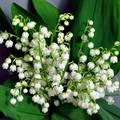 YouGarden Lily of the Valley x 3 Plants in 9cm Pots