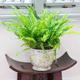 YouGarden Nephrolepis Green Moment (Boston Fern) In 12Cm Grow Pot