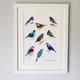 Bright Birds Of The World Illustrated Print