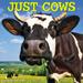 Just Cows 2024 12 X 12 Wall Calendar (Other)