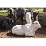 Gracie Oaks Cattle - Nelore on Farm by Andree_Nery - Wrapped Canvas Photograph Canvas | 12 H x 18 W x 1.25 D in | Wayfair
