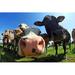 Gracie Oaks Wide Shot of Brown Swiss & Simmental - Wrapped Canvas Photograph Metal | 32 H x 48 W x 1.25 D in | Wayfair