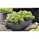 Sedum Atlantis Plant, One